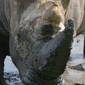 W Azji wielu mężczyzn chętnie kupi sproszkowany róg nosorożca