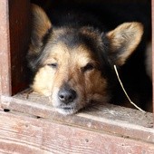 Włochy: Pies aresztowany - za co?