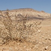 Doświadczyć pustyni w gąszczu rekolekcji internetowych