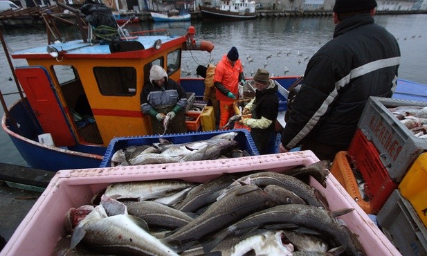 KE chce zakazu połowu śledzia na Bałtyku - to byłaby katastrofa dla polskich rybaków