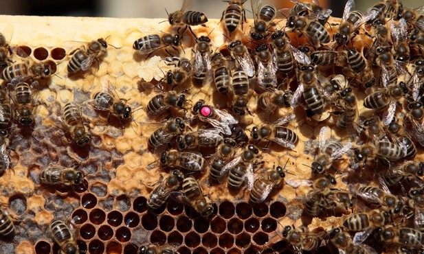 Jak rozmawiają pszczoły?