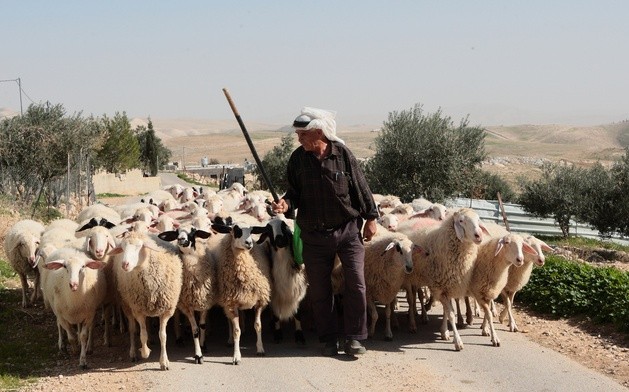 Pasterz i owce