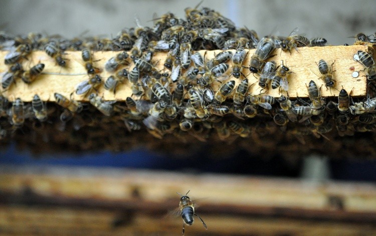 12.02.21| Sekretne życie pszczół