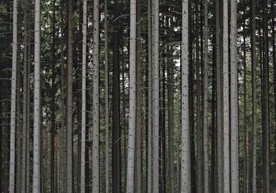Niemieckie lasy są zagrożone chore