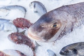 Ryba - zwycięzca w rywalizacji z głowonogami