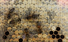 03.11.2014: Pszczoły