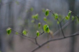 Zieleń nadziej, jaką daje Bóg, nigdy nie zwiędnie