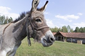 Osioł, zwierzę mądre, uchodzące za uparte