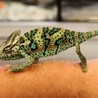 Kameleon