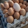 GIS: W Polsce wykryto jajka potencjalnie zanieczyszczone fipronilem