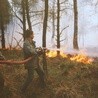 Nadleśnictwo w Katowicach: pożary lasów niebezpieczne także dla zwierząt