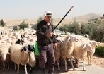 Pasterz prowadzi owce