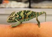 Kameleon
