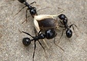Uwaga na mrówki, ostatnio ich pełno
