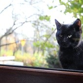 Czarny kot trzynastego w piątek