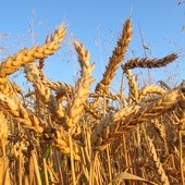 Minister rolnictwa Ukrainy: już w lipcu świat ostro odczuje kryzys żywnościowy spowodowany wojną
