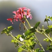 Jak kwiaty oczyszczają powietrze? Warto je mieć
