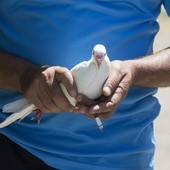 Gołębie mają system nawigacyjny lepszy niż GPS