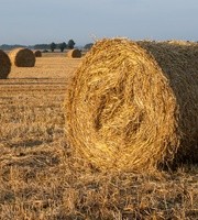 Kto pomoże rolnikom? Naukowcy z Politechniki Gliwickiej