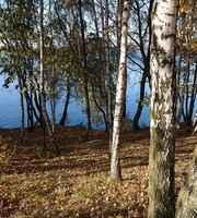 Szyszki rosną na brzozie? Taka jest wiedza dzieci