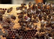 O czym bzyczą pszczoły w ulu? 