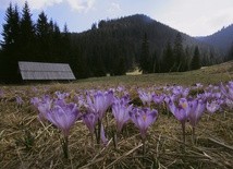 Hokus Krokus - wielka akcja TPN