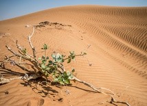 Krzew na pustyni