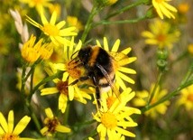 Farmy wiatrowe pszczołom nie szkodzą