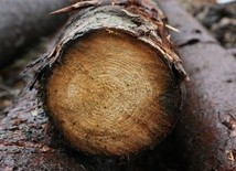 Ilu Polaków jest za swobodą wycinania drzew na własnej działce?