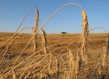 Monokultury nie są zbyt korzystne dla bioróżnorodności