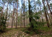 Nie tylko grzyby, z lasu można też wydobyć inne smakowitości