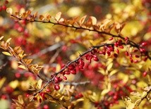 W piątek nad ranem rozpocznie się astronomiczna jesień