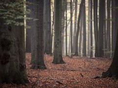 Na terenie prawie całego kraju duże zagrożenie pożarowe w lasach