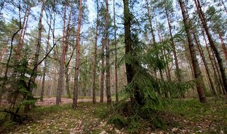 Nie tylko grzyby, z lasu można też wydobyć inne smakowitości