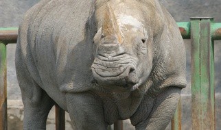 Co robi bąkojad na nosorożcu? To jasne