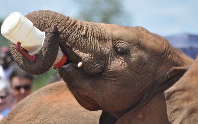 Portugalia: W regionie Alentejo powstaje pierwszy w Europie azyl dla słoni