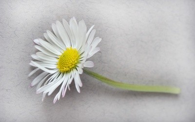 Jelenia Góra: 20 grudnia pogrzeb tragicznie zmarłej 11-letniej Danusi