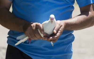 Gołębie mają system nawigacyjny lepszy niż GPS