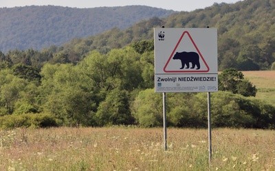 Leśnicy ostrzegają: niedźwiedzie na wiosnę są rozdrażnione
