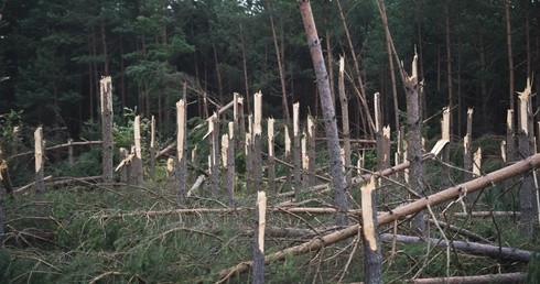 Las po przejściu trąby powietrznej