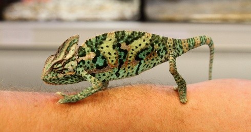Kameleon