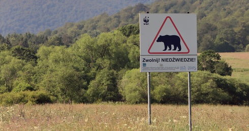 Leśnicy ostrzegają: niedźwiedzie na wiosnę są rozdrażnione