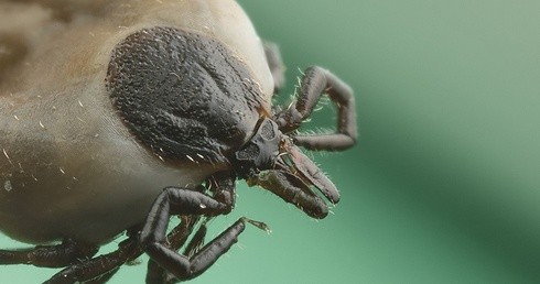 GIS ostrzega przed kleszczami - są już aktywne