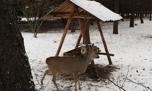 21.12.20| O czym zwierzęta mówią w Wigilię?