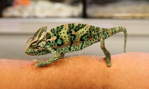 Kameleon