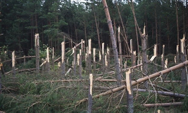 Las po przejściu trąby powietrznej