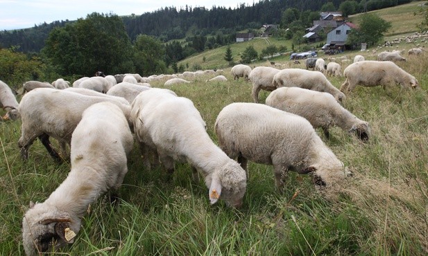 Owce schodzą z gór, kończy się trudny sezon