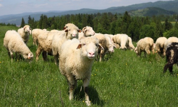 Katowice: program Owca Plus podpisany. Wsparcie na hodowle w Beskidach i Jurze Krakowsko-Częstochowskiej