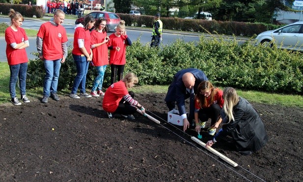 Cebulki żonkili zasadzono na rondzie przy Ogrodzie Zoologicznym w Płocku 