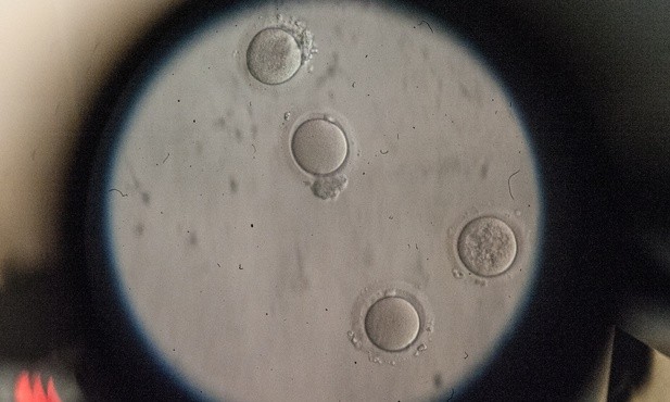 Fatalna propozycja ws. in vitro